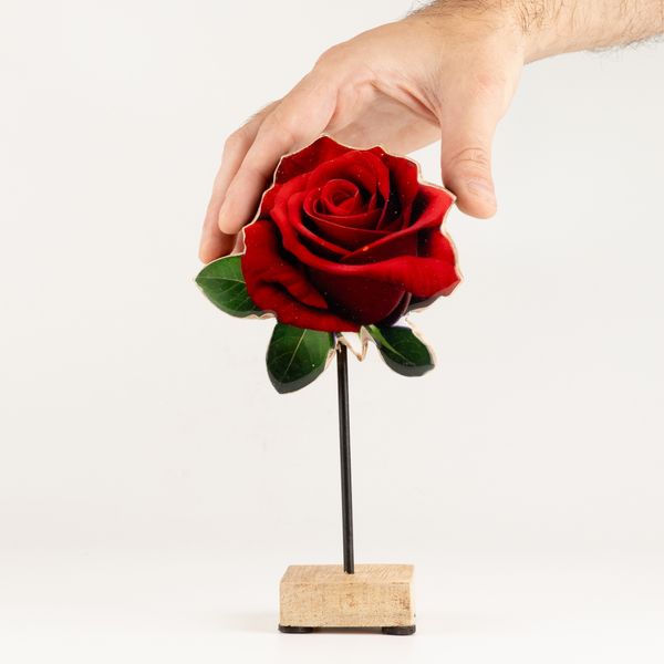 Plantes en Bois - Rose Unique Moyenne