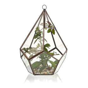 Terrarium en Verre  - Grand Pentagone