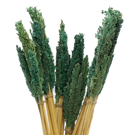 6x Bouquet d\'Herbe de Cantal - Sarcelle