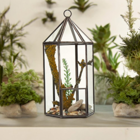 Terrarium en Verre - Forme Lanterne