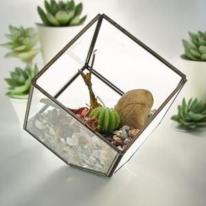 Découvrez les terrarium chez AW Artisan