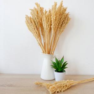 Bouquet d'herbe de cantal